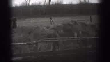 Montana (1939): View Of Cattle Drinking From Waterhole On A Clear Day