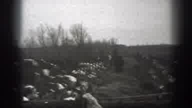 Montana (1939): A Man Shoveling Hay Surrounded By Cows At A Ranch