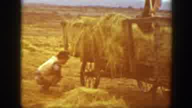 Montana (1939): Many Cows In The Field With A Lagoon In The Center And Two Men
