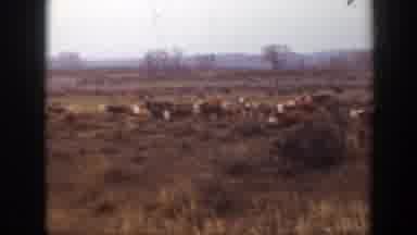 Montana (1939): The Camera Pans Across The Field Of Cows That Are Standing Next To