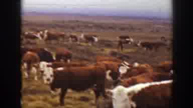 Montana (1939): A Herd Of Cows Grazing The Fields