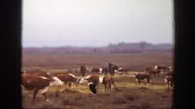Montana (1939): Large Area Prairie Domestic Graze Riding Men Between Verdant