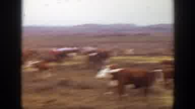 Montana (1939): People On Horseback Riding Through Field Of Grazing Cows