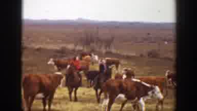 Montana (1939): Racing In People Horse