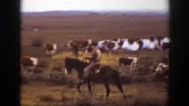 Montana (1939): Field With Animals White Cows With Black And Brown And A Man