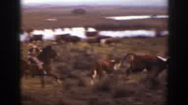 Montana (1939): Cowboy On Horse Wrangling And Chasing Cattle In Large Open Area