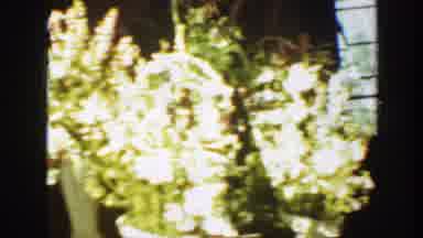 Montana (1939): Marriage Between A Man And A Woman With Many White Flowers And A