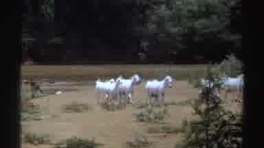 Sudan-1969: Group Of White Goats Walking Together Near Body Of Water