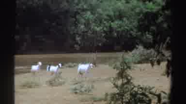 Sudan-1969: Three Goats Move From Riverbank Toward Trees