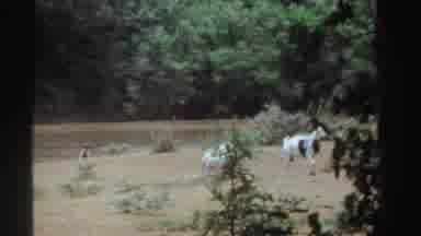 Sudan-1969: Herd Of White Goats Walking Away From Waterhole On A Sunny Day