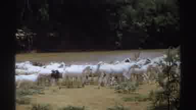 Sudan (1969): Group Of White Mammals Walking Away Slowly From The River