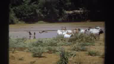 Sudan (1969): Goats Moving Away From Watering Hole And Camels Near Or In Shallow
