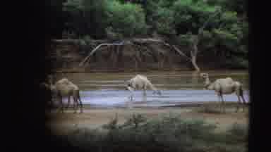 Sudan (1969): Camels Gather Together By The River