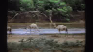Sudan (1969): Feels Awesome To See A Group Of Camels Together