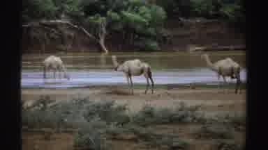 Sudan (1969): The Animals Gather By The Water To Get A Drink On A Sunny Day