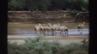 Sudan (1969): Group Of Dromedary Camels Near Shallow Body Of Water Some Walking In