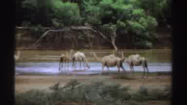 Sudan (1969): Herd Of Camel Drinking From Waterhole On A Clear Day