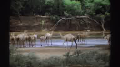 Sudan (1969): Group Of Dromedary Camels Milling Around Water Feature Trees Shrubs