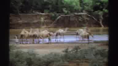 Sudan (1969): Group Of Camels Gathering Together And Drinking At A River
