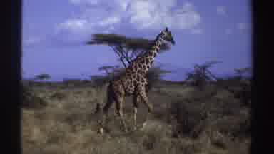 Sudan (1969): Giraffe Walks Through Green Field On A Bright Sunny Day