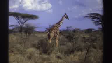 Sudan (1969): Giraffe Walking In Open Wildlife Area