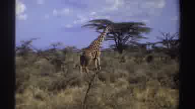 Sudan (1969): Scenes Of Giraffes Walking Through Tall Grass Mountain Trees Blue