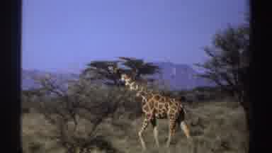 Sudan (1969): A Tall Giraffe Animal Is Free Roaming In The Zoo Ground