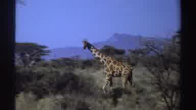 Sudan (1969): Giraffe Roaming In Wild Eating Leaves From Tall Tree Of The Jungle