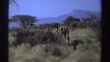 Sudan (1969): Scenes Of Giraffes Walking And One Bending Down To Feed On Shrub