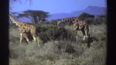 Sudan (1969): Giraffe Eating From Green Tree On A Bright Sunny Day