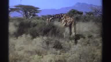 Sudan (1969): Giraffe In The Wild With A Bent Neck In Order To Eat Food
