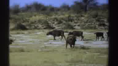 Sudan (1969): A Giraffe And A Large Group Of Buffalo Living In The Wild