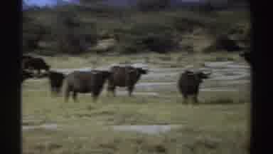 Sudan (1969): Wild Animals Gathered In The Bush Feeding On Trees Around