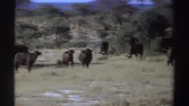 Sudan (1969): A Group Of Buffalo In A Large Field Near The Woods And Mountain