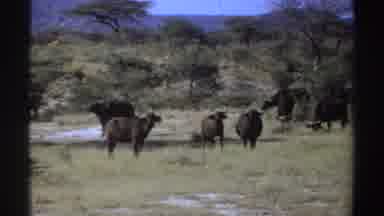 Sudan (1969): Several Buffalo Gathered Together Enjoying A Beautiful Day Grazing