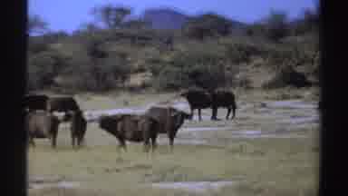 Sudan (1969): Herd Of Cattle Walk In Grassland Near Grubby Brush