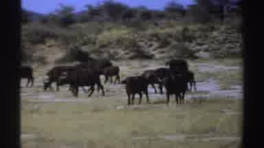Sudan (1969): Various Buffalos By The River