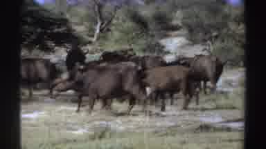 Sudan (1969): Group Of Wild Animals Running Around The Bush In Their Natural