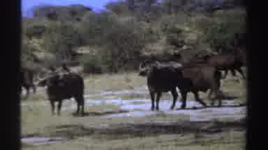 Sudan (1969): View Of Black Wildebeests Walking Through Field On A Sunny Day