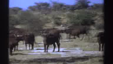 Sudan (1969): Wild Animals In The Bush Walking And Feeding With Trees In The