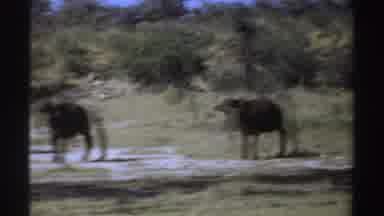 Sudan (1969): Herd Of Black Wildebeests Walking Through Field On A Sunny Day