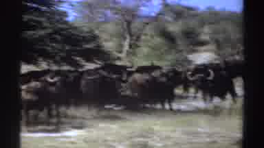Sudan (1969): Herd Of Cape Buffalo In Grassland Uncertain Of Camera Person Tree