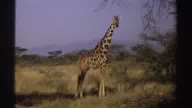 Sudan (1969): View Of Giraffe Standing In Field On A Sunny Day