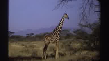 Sudan (1969): A Lone Giraffe In The Field