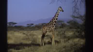 Sudan (1969): Giraffe Wagging Its Tail While Eating Branches Of A Wild Animal Tree