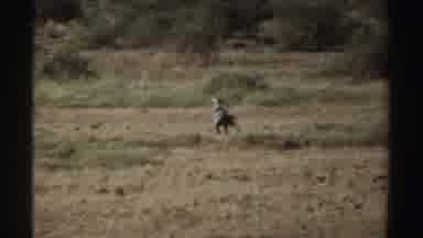 Sudan (1969): Bird In Distance Shakes Out Feathers Then Walks Away From Camera