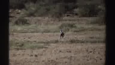 Sudan (1969): Hard To Decipher Sight Of An Animal Walking In The Countryside