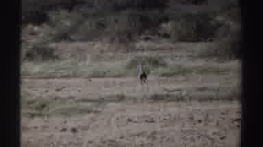 Sudan (1969): Wild Deer Behind Trees Watch Running Ground Large Bird Forest