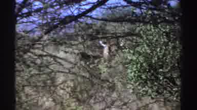 Sudan (1969): Antelope Looking In Direction Of Camera Through Trees And Shrubs On