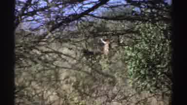 Sudan (1969): Elephant And Other Wild Animals In The Middle Of The Forest